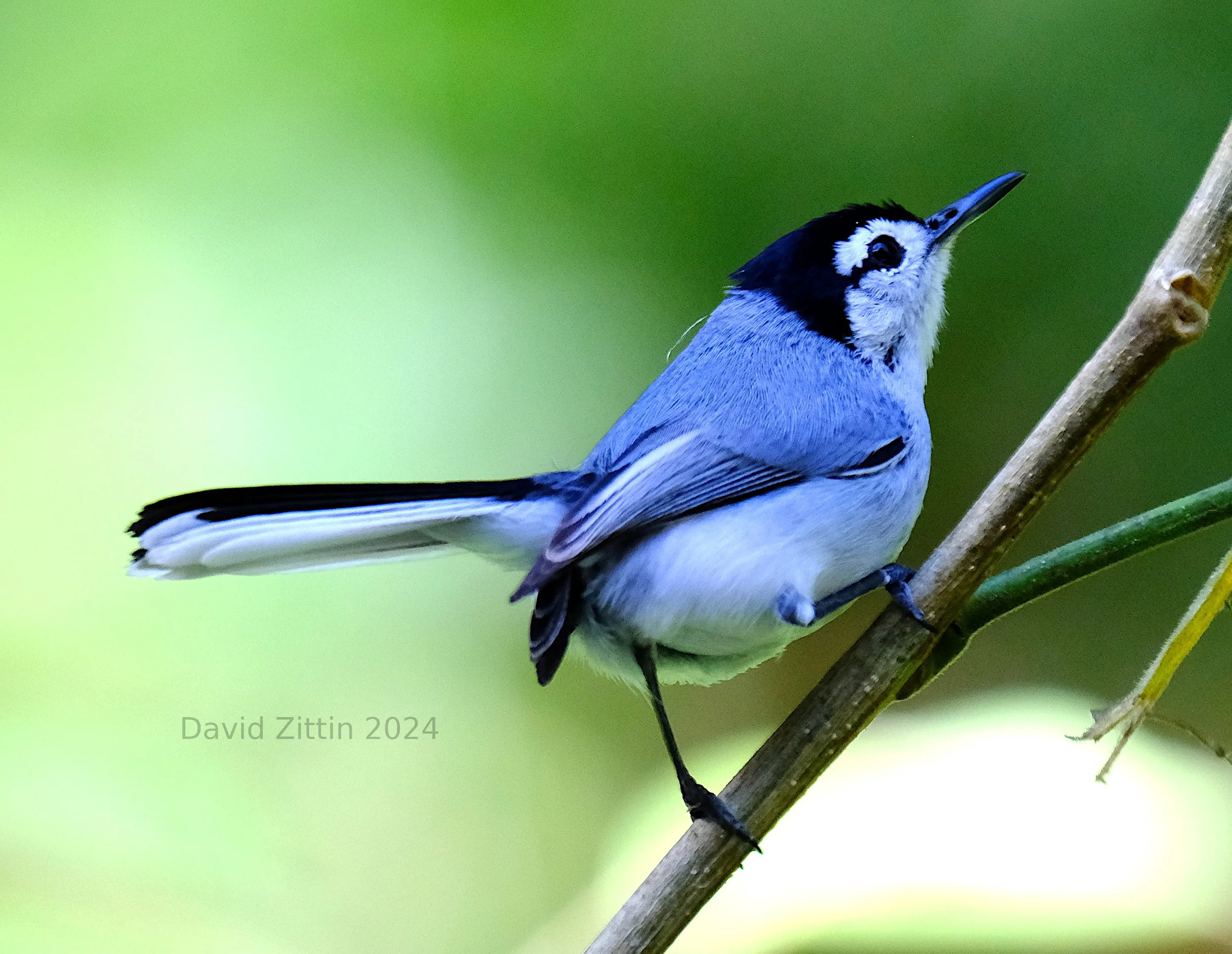 White-browed Gnatcatcher (Polioptila bilineata) — Birding With